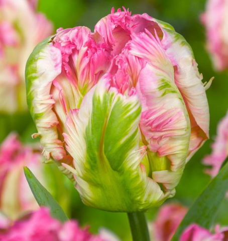 Tulip Pink Vision Variety ( Parrot tulip ) 3 bulbs