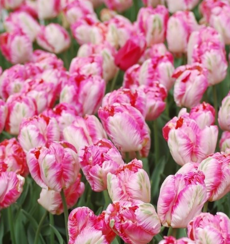 Tulip Pink Vision Variety ( Parrot tulip ) 3 bulbs