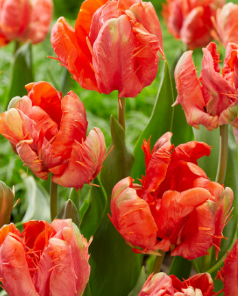Tulip Ad Rem Parrot Variety ( Parrot tulip ) 3 bulbs