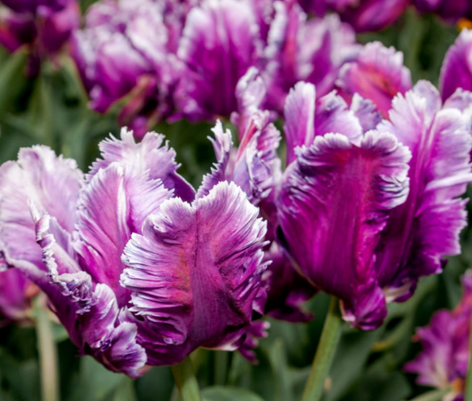 Tulip Mysterious Parrot Variety ( Parrot tulip ) 3 bulbs