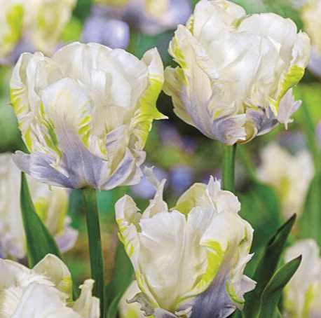 Tulip White Lizard Variety ( Parrot tulip ) 3 bulbs
