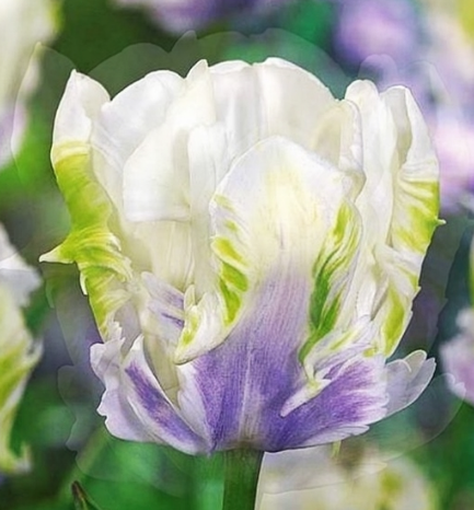 Tulip Snow Parrot Variety ( Parrot tulip ) 3 bulbs
