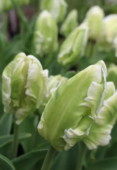 Tulip White Rebel Variety ( Parrot tulip ) 3 bulbs
