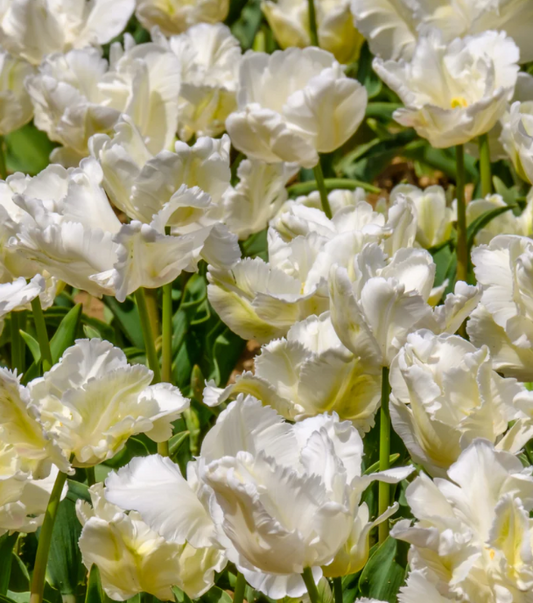 Tulip White Parrot Variety ( Parrot tulip ) 3 bulbs