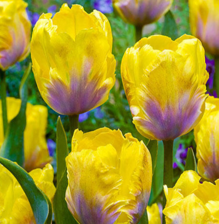 Tulip Golden Lizard Variety ( Parrot tulip ) 3 bulbs