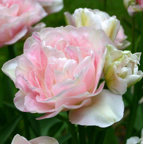 Tulip Angelique Variety ( Whole tulip ) 3 bulbs