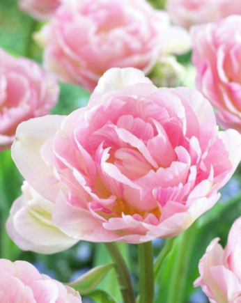 Tulip Angelique Variety ( Whole tulip ) 3 bulbs