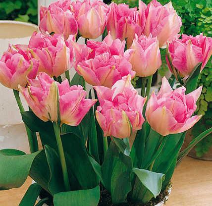 Tulip Peach Blossom Variety ( Whole tulip ) 3 bulbs