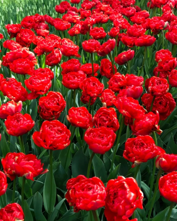 Tulip Miranda Variety ( Whole tulip ) 3 bulbs