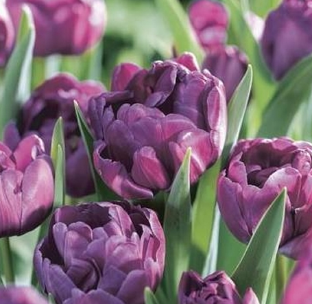 Tulip Blue Diamond Variety ( Whole tulip ) 3 bulbs