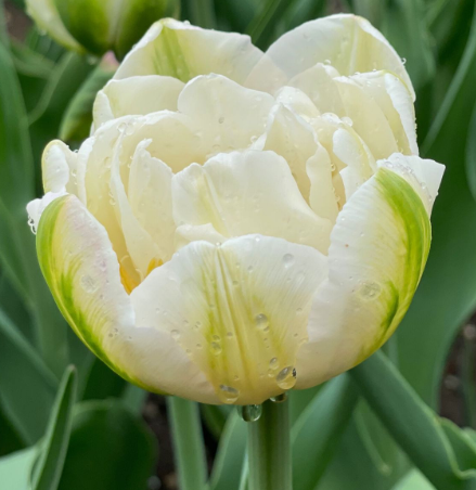 Tulip Mount Tacoma Variety ( Whole tulip ) 3 bulbs