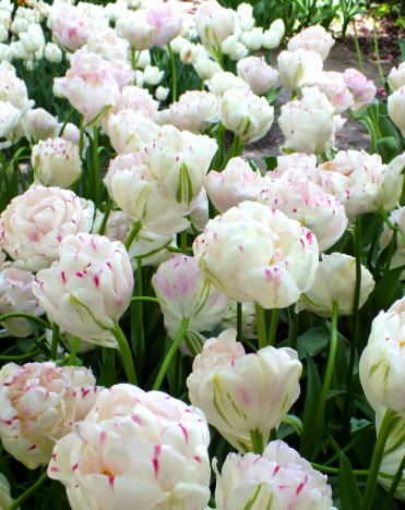 Tulip Dance Line Variety ( Whole tulip ) 3 bulbs