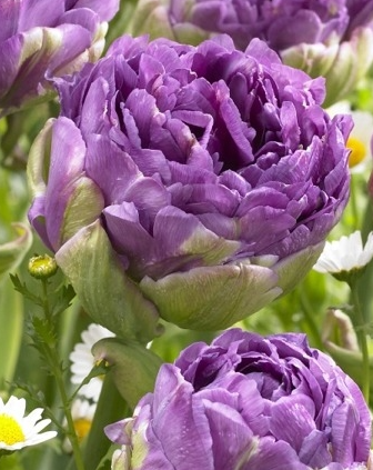 Tulip Blue Wow Variety ( Whole tulip ) 3 bulbs