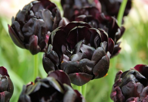 Tulip Black Hero Variety ( Whole tulip ) 3 bulbs