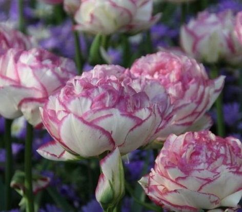 Tulip Double Touch Variety ( Whole tulip ) 3 bulbs