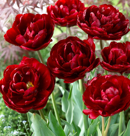 Tulip Uncle Tom Variety ( Whole tulip ) 3 bulbs