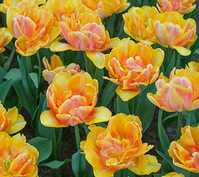 Tulip Foxy Foxtrot Variety ( Whole tulip ) 3 bulbs
