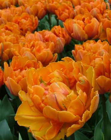 Tulip Orange Princess Variety ( Whole tulip ) 3 bulbs
