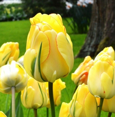 Tulip Akebono Variety ( Whole tulip ) 3 bulbs