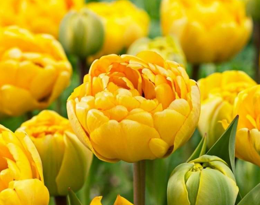 Tulip Yellow Margarita Variety ( Whole tulip ) 3 bulbs
