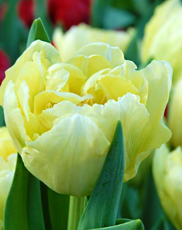 Tulip Verona Variety ( Whole tulip ) 3 bulbs