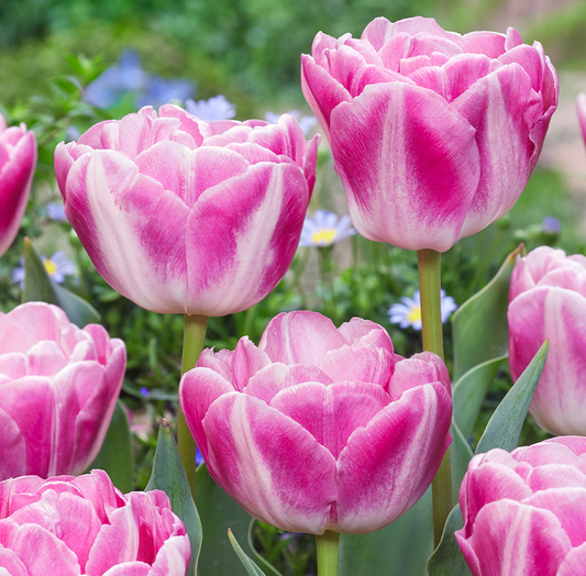 Tulip Voque Variety ( Whole tulip ) 3 bulbs