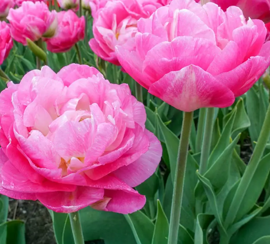 Tulip Pinksize Variety ( Whole tulip ) 3 bulbs