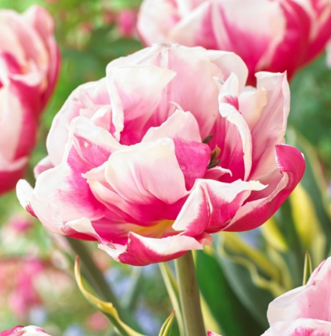 Tulip Toplips Variety ( Whole tulip ) 3 bulbs