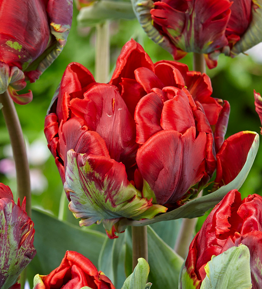 Tulip Double Rococo Variety ( Whole tulip ) 3 bulbs
