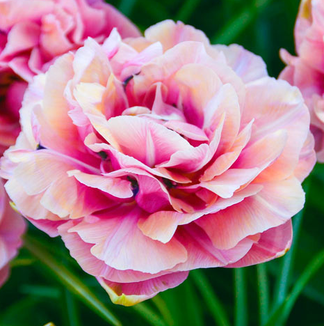 Tulip Aveyron Variety ( Whole tulip ) 3 bulbs
