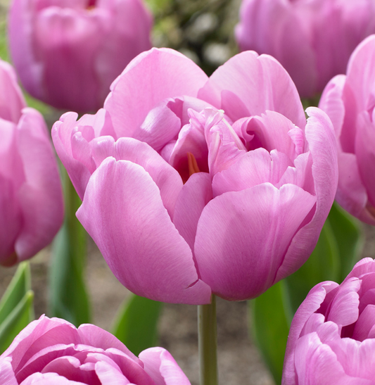 Tulip Tabledance Variety ( Whole tulip ) 3 bulbs
