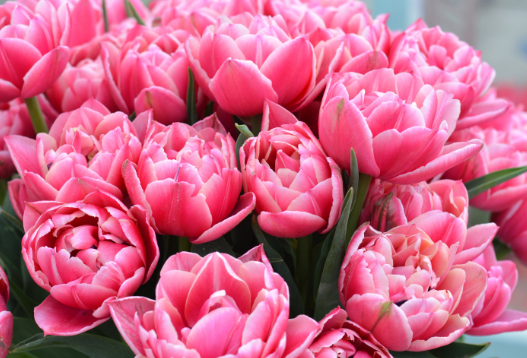 Tulip Columbus Variety ( Whole tulip ) 3 bulbs