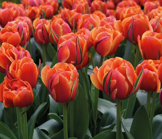 Tulip Double Queensday Variety ( Whole tulip ) 3 bulbs