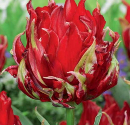 Tulip Red Spider Variety ( Whole tulip ) 3 bulbs
