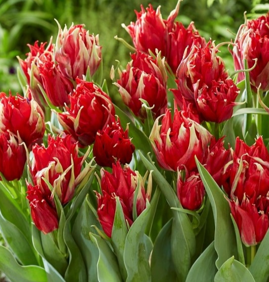 Tulip Red Spider Variety ( Whole tulip ) 3 bulbs