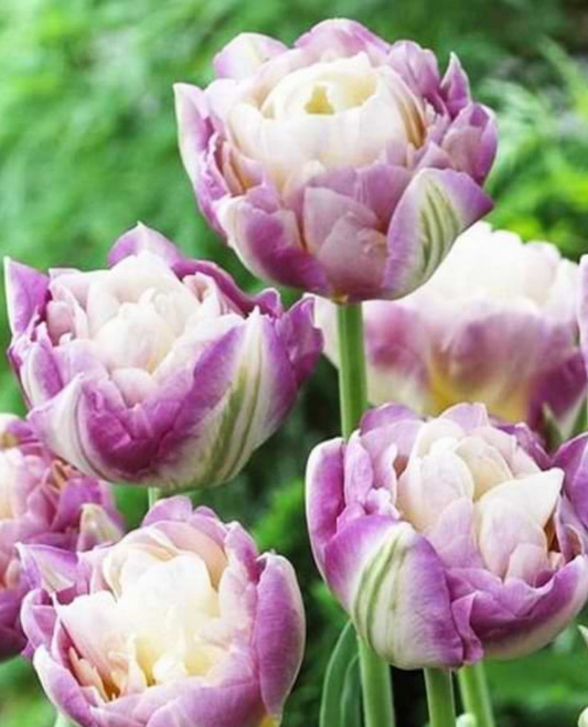 Tulip Sweet Desire Variety ( Whole tulip ) 3 bulbs