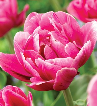Tulip Pink Cameo Variety ( Whole tulip ) 3 bulbs