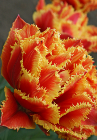 Tulip Gold Dust Variety ( Whole tulip ) 3 bulbs