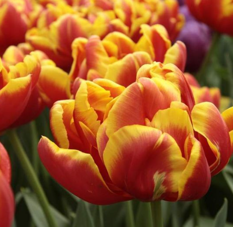 Tulip Cilesta Variety ( Whole tulip ) 3 bulbs