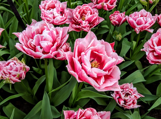 Tulip Dazzling Desire Variety ( Whole tulip ) 3 bulbs
