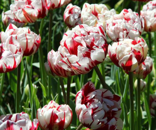 Tulip Carnaval De Nice Variety ( Whole tulip ) 3 bulbs
