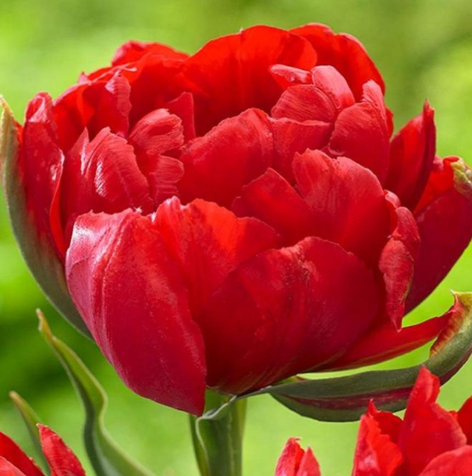 Tulip Abba Variety ( Whole tulip ) 3 bulbs