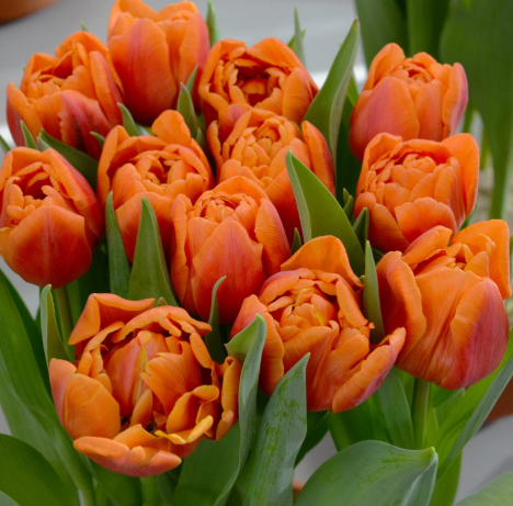 Tulip Caracas Variety ( Whole tulip ) 3 bulbs