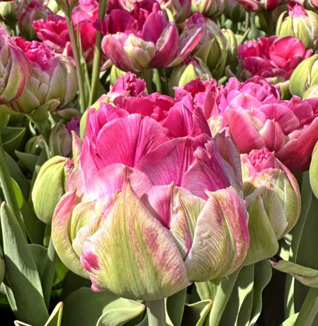Tulip Wicked in Pink Variety ( Whole tulip ) 3 bulbs