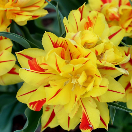 Tulip Monsella Variety ( Whole tulip ) 3 bulbs