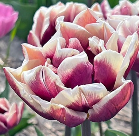 Tulip Wyndham Variety ( Whole tulip ) 3 bulbs