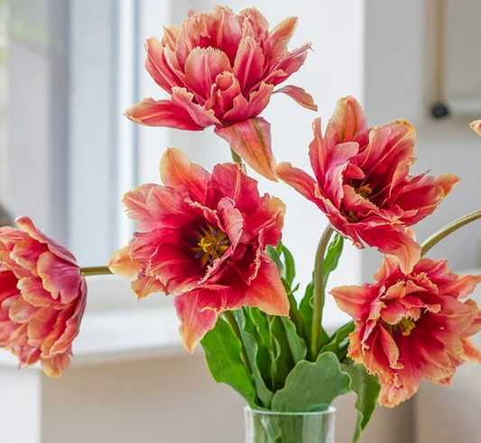 Tulip Callahan Variety ( Whole tulip ) 3 bulbs