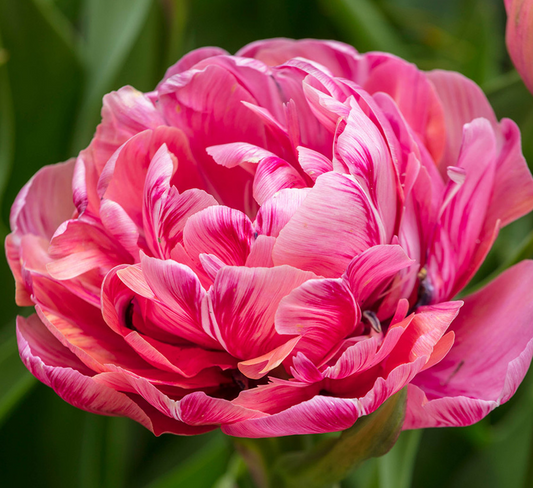 Tulip Amazing Grace Variety ( Whole tulip ) 3 bulbs