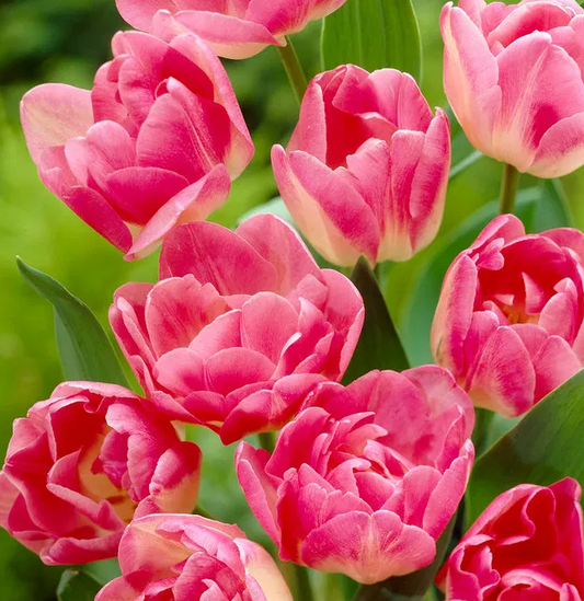 Tulip Up Star Variety ( Whole tulip ) 3 bulbs