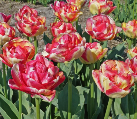 Tulip Double Blizz Variety ( Whole tulip ) 3 bulbs